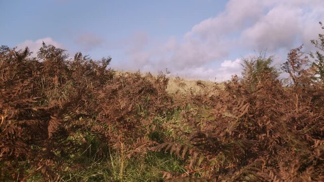 Brown bracken in the Autumn/Fall countryside scenery stock footage