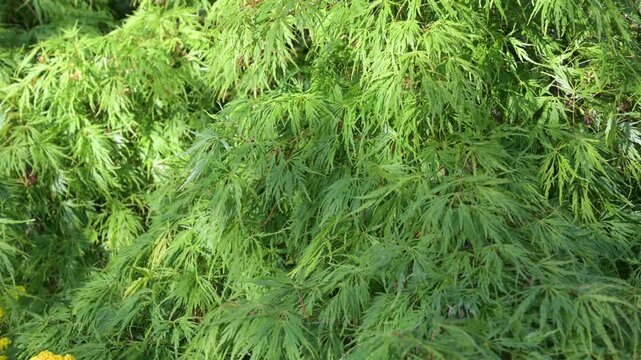 Lush green Japanese maple tree foliage with delicate, finely dissected leaves