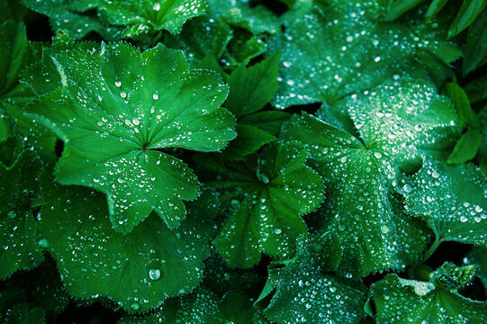 Fresh botanical texture of dewy green leaves with sparkling droplets