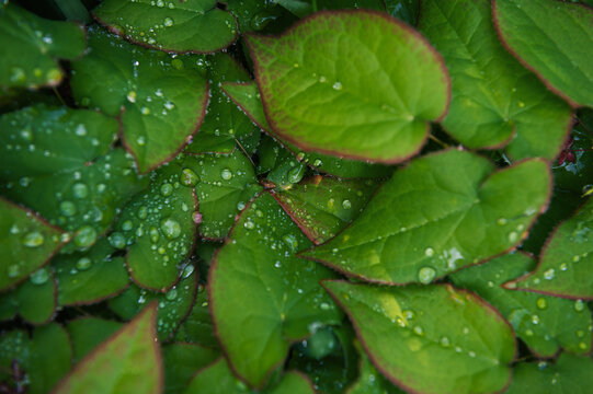 Fresh botanical texture of dewy green leaves with sparkling droplets
