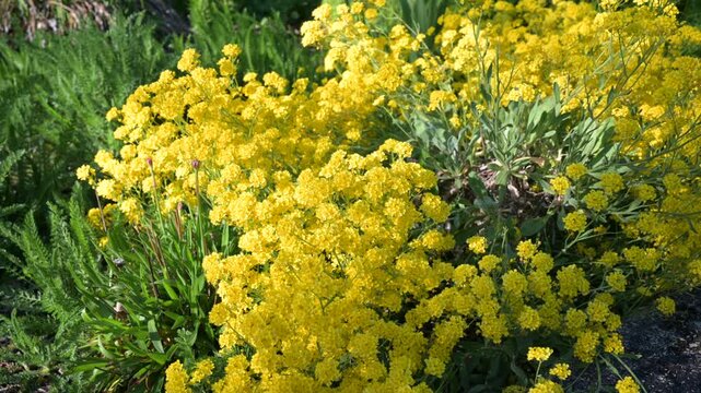 Vibrant yellow flowering plants in the sunlight revealing nature's beauty