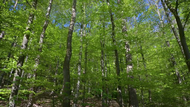 Lush green forest scenery with vibrant trees and sunlight filtering through leaves