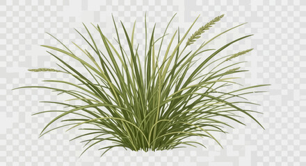 Fototapeta premium green grass on white background