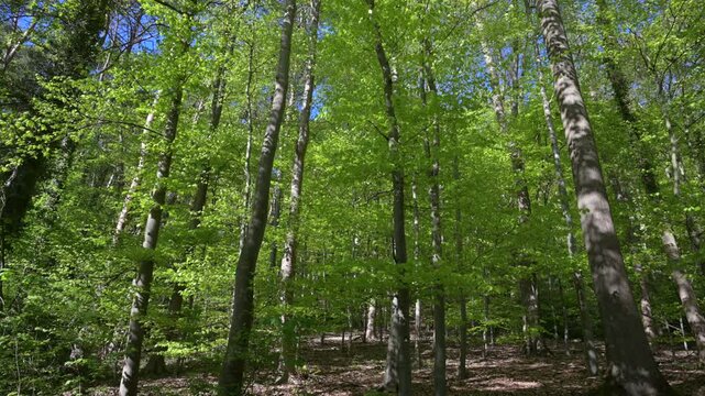 Sunlight filtering through vibrant green deciduous forest canopy in spring