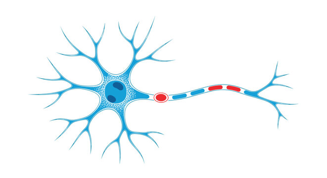 Detailed anatomical diagram of a human neuron or nerve cell showing dendrites and axon for neuroscience medical education.