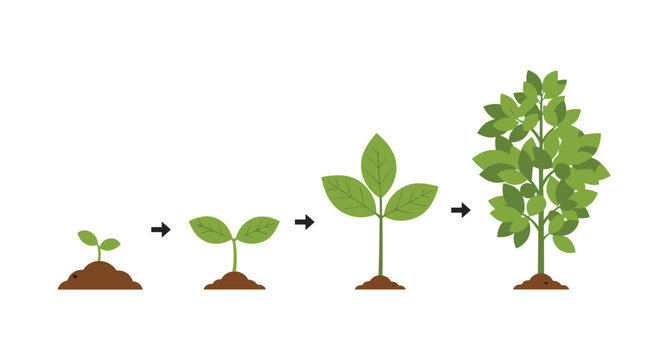 Infographic showing the life cycle of a green plant from a small seed sprout to a tall tree with many leaves on a white background.