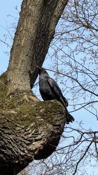 A raven perched on a tree in a European forest in spring against a blue sky. Corvus corax