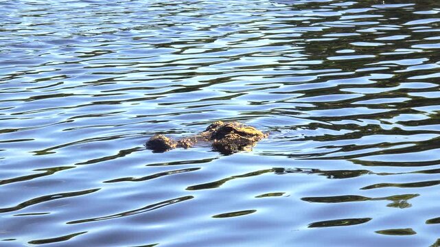 Wild American alligator gliding through calm swamp water surrounded by green vegetation in Florida wetlands.
