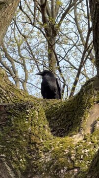 A raven perched on a tree in a European forest in spring against a blue sky. Corvus corax