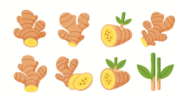 Fresh ginger root illustration