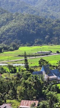 Beautiful landscape of green rice fields with a winding asphalt road passing through Moni Village, Ende, Flores.