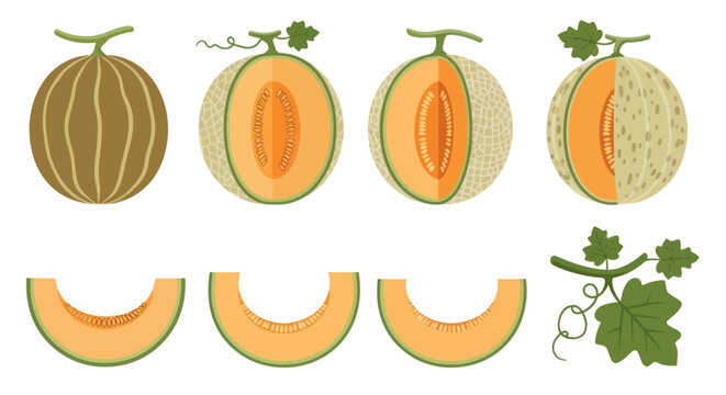 Fresh melon fruit variety illustration