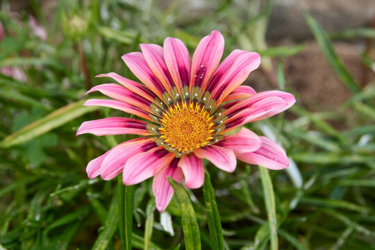 pink and orange gazania flower with textured yellow center, top view closeup with soft focus and copy space