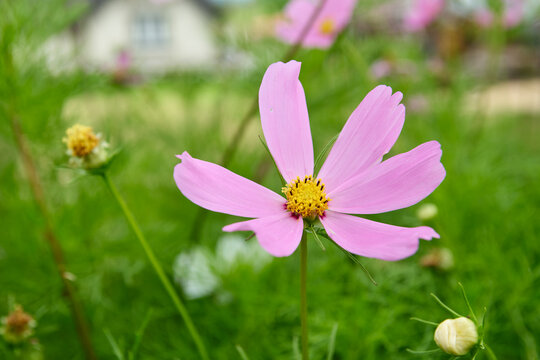 pink cosmos flower with yellow center in cottage garden background, side view close-up with soft focus and copy space