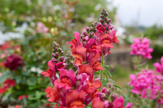 crimson and orange snapdragon flowers in natural garden background, side view soft focus with copy space, seasonal gardening and floral border concept