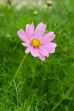light pink cosmos flower with yellow stamens in green meadow background, side view with soft focus and copy space