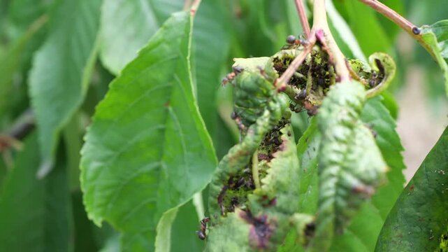 Ants crawling on damaged cherry tree leaves infested with aphids in close-up
