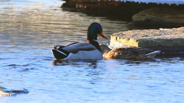 Mallard ducks mating rituals, and having sex.