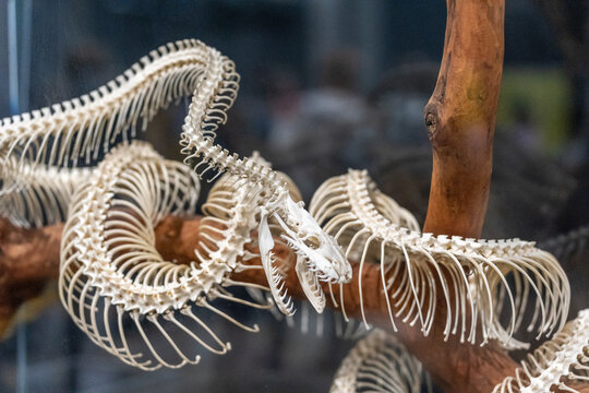 Snake skeleton displaying detailed anatomy on branch