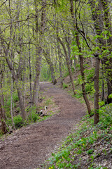 Fototapeta premium Landscape view of a walking path winding through a public park woodland forest in spring