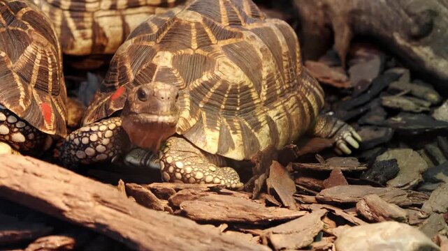 Tortoise slowly moves across a bed of wood chips and logs, showcasing its patterned shell and distinct features in a natural habitat setting