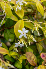 Obraz premium Jasmine is a genus of shrubs and vines in the olive family of Oleaceae. It contains around 200 species native to tropical and warm temperate regions of Asia, Africa, and Oceania. Jasmines are widely c