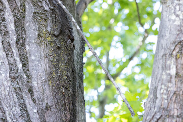 Obraz premium Spotted Lanternfly Nymphs (Lycorma delicatula) and Egg Mass on Fallen Branch in Maple Tree