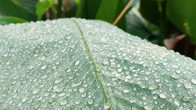 Fresh morning dew drops on green taro leaf background with macro rain droplets texture and tropical nature concept