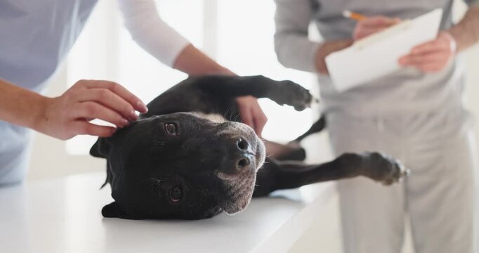 Veterinarian nurse dog pet clinic hospital examination. Closeup of relaxed black dog on table as medical staff comfort during routine checkup in bright clinic. Gentle trusted pet care concept.