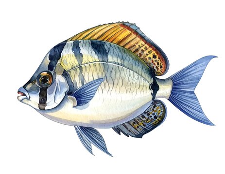 A side-view watercolor illustration of an aquatic creature, featuring blue, gold, and grey scales against a white background