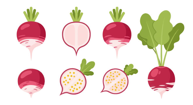 Fresh radish illustrations on white