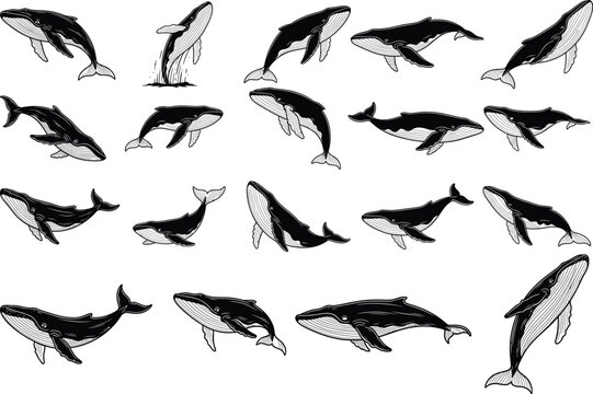 Collection of whale silhouettes diverse poses and species depicted