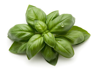 Fototapeta premium A fresh bunch of green basil leaves with water droplets isolated on a plain white background surface
