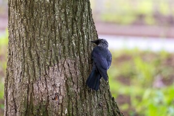Obraz premium Jackdaw bird clinging to rough bark of an old tree trunk in forest. Wildlife nature observation. Ornithology study and avian behavior in natural habitat. Close up of black bird.