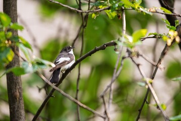 Obraz premium Small bird sitting on tree branch in forest. Wildlife photography of feathered creature perched on twig. Nature environment with green leaves in background, peaceful animal animal watching.