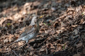 Fototapeta premium Fieldfare bird standing on ground covered with dry leaves. Small wild songbird in forest environment. Nature wildlife photography showcasing avian beauty and wilderness exploration.