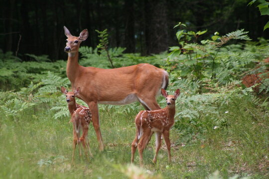 White Tail Deer Doe with Fawns in Lake of Bays, Muskoka, Ontario, Canada