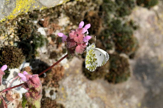 Aurorafalter Weibchen Anthocharis cardamines an rosa Bl&uuml;te - Stockfoto