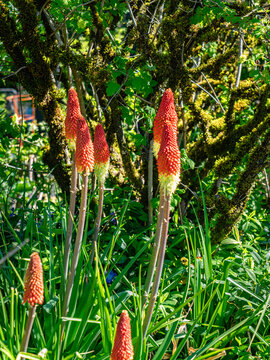 Orange Spring Garden Flowers 2