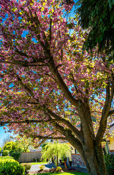 Residential Tree Blossoms