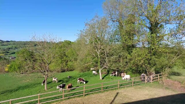 paysage normand avec des vaches