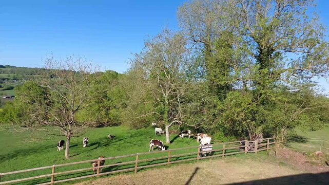paysage normand avec des vaches