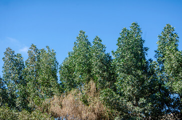 Fototapeta premium Tall green trees with blue sky and one brown tree in the forest