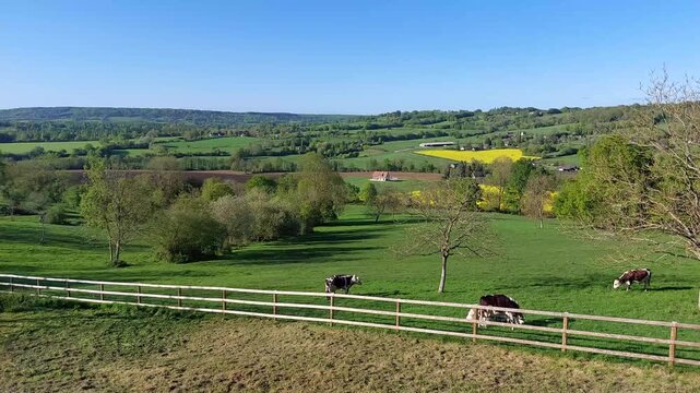 paysage normand avec des vaches