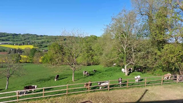 paysage normand avec des vaches