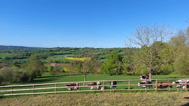 paysage normand avec des vaches