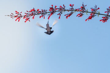 Colibrí alimentandose   © Acropora