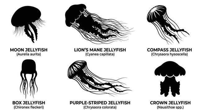 black and white vector silhouette set of jelly fish types
