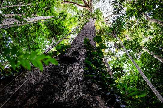 SELVA, NATURALEZA, AMAZONAS, ARBOLES, TROPICAL
