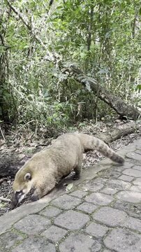Quati a caminhar em trilha de pedra no Parque Nacional do Igua&ccedil;u. V&iacute;deo vertical de animal silvestre na Mata Atl&acirc;ntica, Foz do Igua&ccedil;u, Brasil. Vida selvagem e turismo.